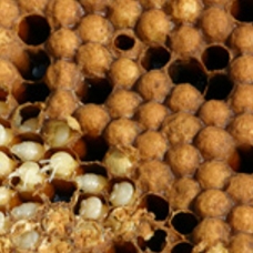 森川健康堂株式会社　事業紹介