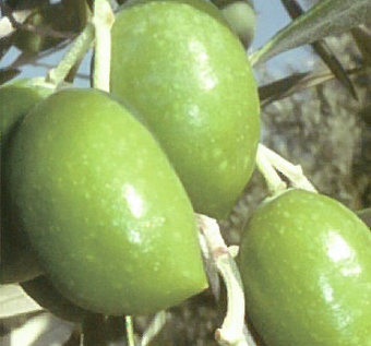 機能性素材『ハイトリーブ』