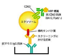 エクソソーム検出ツール　作製受託サービス