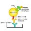 Exosome detection tool manufacturing contract service