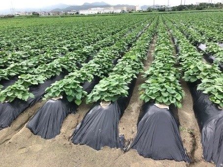 ガスバリアマルチフィルム 祐作