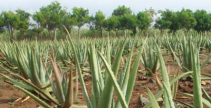 化粧品原料『CGF Liquid』