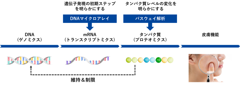 パスウェイ解析（プロテオミクス解析）