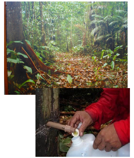 【開発募集】植物由来精油『コパイバオイル』近畿大学と共同開発