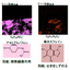[Analysis Case] Evaluation of the Distribution of Active Ingredients in Tablets