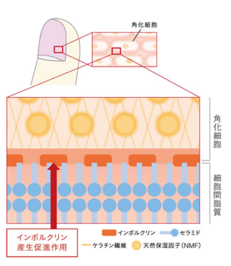 【化粧品原料】ケラチノモイスト