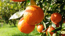 微量栄養素と錯化剤