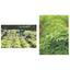 Efforts and Achievements of Miyako Bidens pilosa: Active Natural Farming