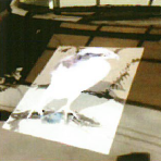 鳥獣被害回避立体視シート