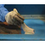 Water-based 1 liquid, non-drying type metal paint "Oberon"