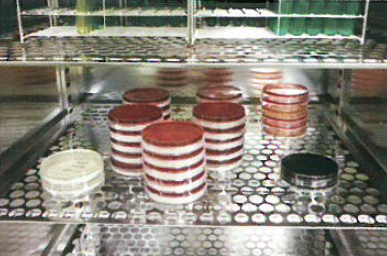 農薬分析、微生物試験