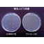 Antibacterial ultra-high molecular weight polyethylene resin material "Klinpy UH"