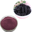 Mulberry extract powder high-quality natural plant extract.