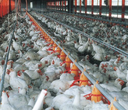 パンフィーダー（ローレベルタイプ）