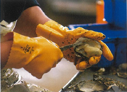 手袋『水産ニトローブ』