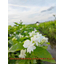 100% Pure Natural Jasmine Sambac Essential Oil for Fragrance and High-Quality Cosmetic Ingredients