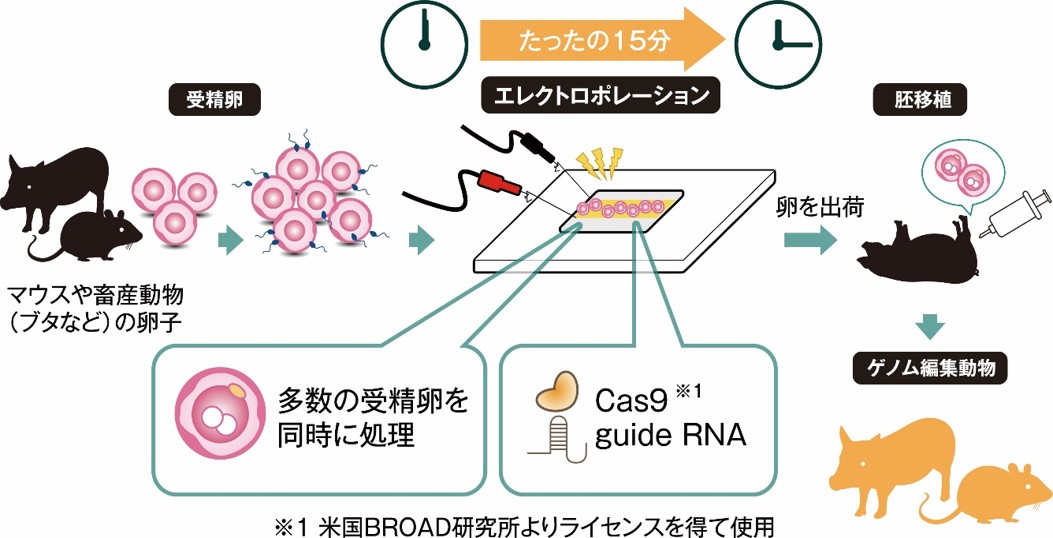 ゲノム編集受精卵作製サービス