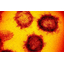 Antiviral Coating PI Coat SIAA Registered