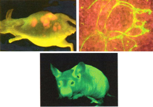 AntiCancer Japan株式会社　事業紹介