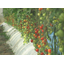 [Case Study] Use of Nanobubbles in Irrigation Cultivation of Mini Tomatoes