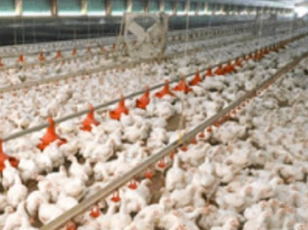 鶏ふんを燃料として生成した冷水を養鶏場の冷房に活用