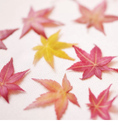 『乾燥もみじ(食用)』