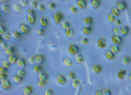 株式会社イービス藻類産業研究所　会社案内