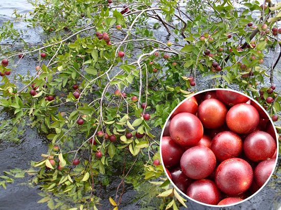 スーパーフルーツ「カムカム」が再ブーム？特徴や入手方法を解説！