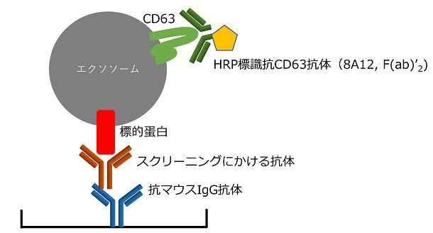 抗体作製受託サービス