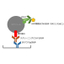 Antibody production contract service