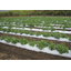 Biodegradable mulch film with soil temperature rise suppression effect - Ecoroom Kokage