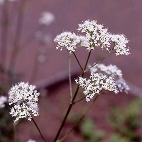 原料『バレリアナ根乾燥エキス』