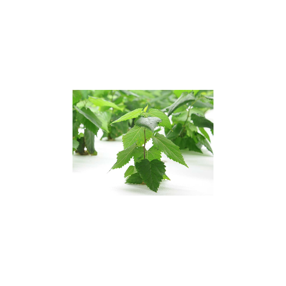 image_7009.png