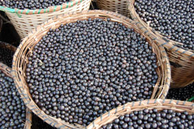 原料『アサイーベリー』