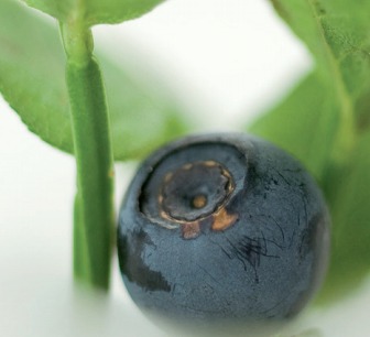 機能性表示食品対応原料　ビルベリーエキス『ミルトセレクト』