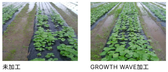 成長促進に向けた加工