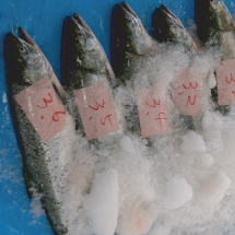 原料『マリンコラーゲンペプチド（食品用）粉末、顆粒』