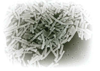 【従来の約5分の1の配合でok】『乳酸菌LJ88末EX』