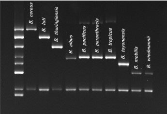 セレウス菌対象「Bacillus cereusグループ関連試験」