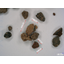 [Example] Contract Processing - Hazardous Foreign Substance Removal - Chia Seeds (White) 01