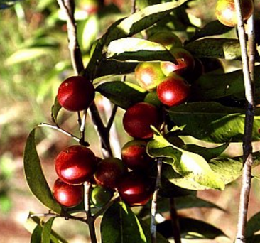 食品原料『カムカムスプレードライパウダー』