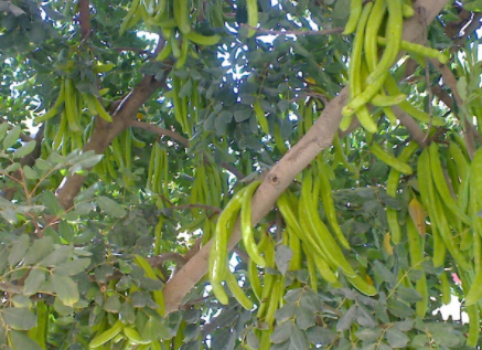 イナゴ豆抽出物