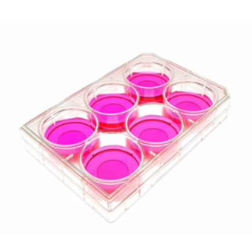 ガラスボトムプレート