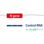 Control RNA,SARS-CoV-2 (N gene)　