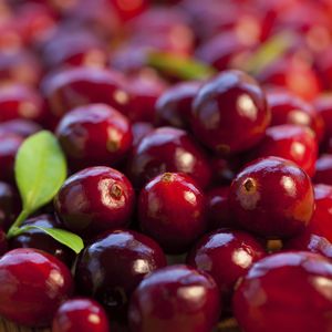 オーガニックキャリアオイル