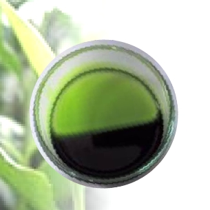 素材『COCO GREEN（ココグリーン）』