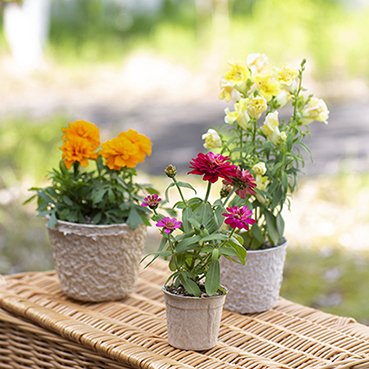 SDG's に貢献　環境配慮素材で育てる花の種ノベルティ