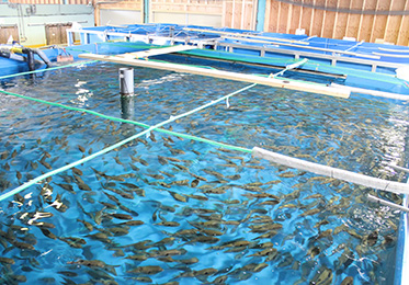 陸上養殖システム『ブルーファーミング』