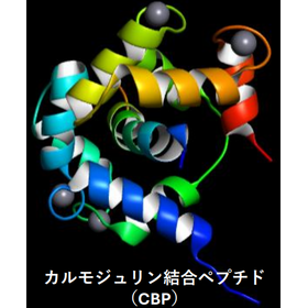 がんのスクリーニング検査キットの研究開発[埼玉大学 工学部]