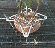 薄層マット用強力樹木用アンカー＜軽量屋上緑化を実現＞